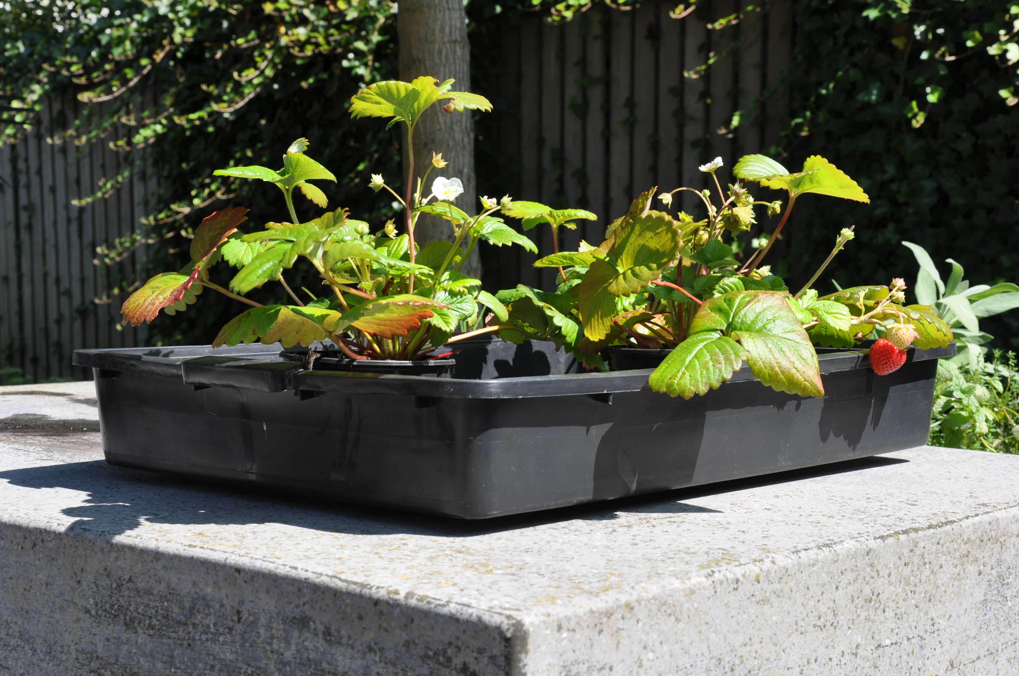 Royal Well container 15 L - Afbeelding 1